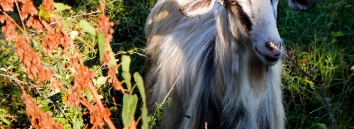 Ρόδος: Απαλλαγή για τον κατηγορούμενο στην υπόθεση κτηνοβασίας με κατσίκα – «Δεν προέκυψαν στοιχεία»