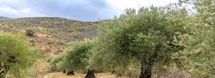 Νεκρός 85χρονος σε έκταση με ελαιόδεντρα στην Κρήτη – Τον βρήκε ο γιος του
